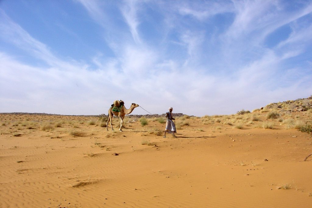mauritania__camels