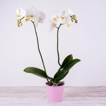 orchidea compleanno